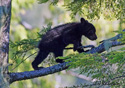 Ursus americanus